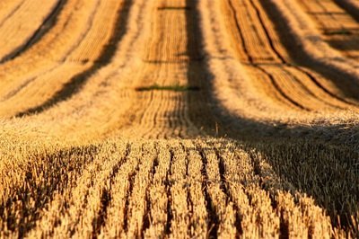 Dal campo alla tavola: Eugenia Verrigni Petrei Castelli vince l’Oscar Green con la pasta “trafilata in oro” Dal campo alla tavola: Eugenia Verrigni Petrei Castelli vince l’Oscar Green con la pasta “trafilata in oro”